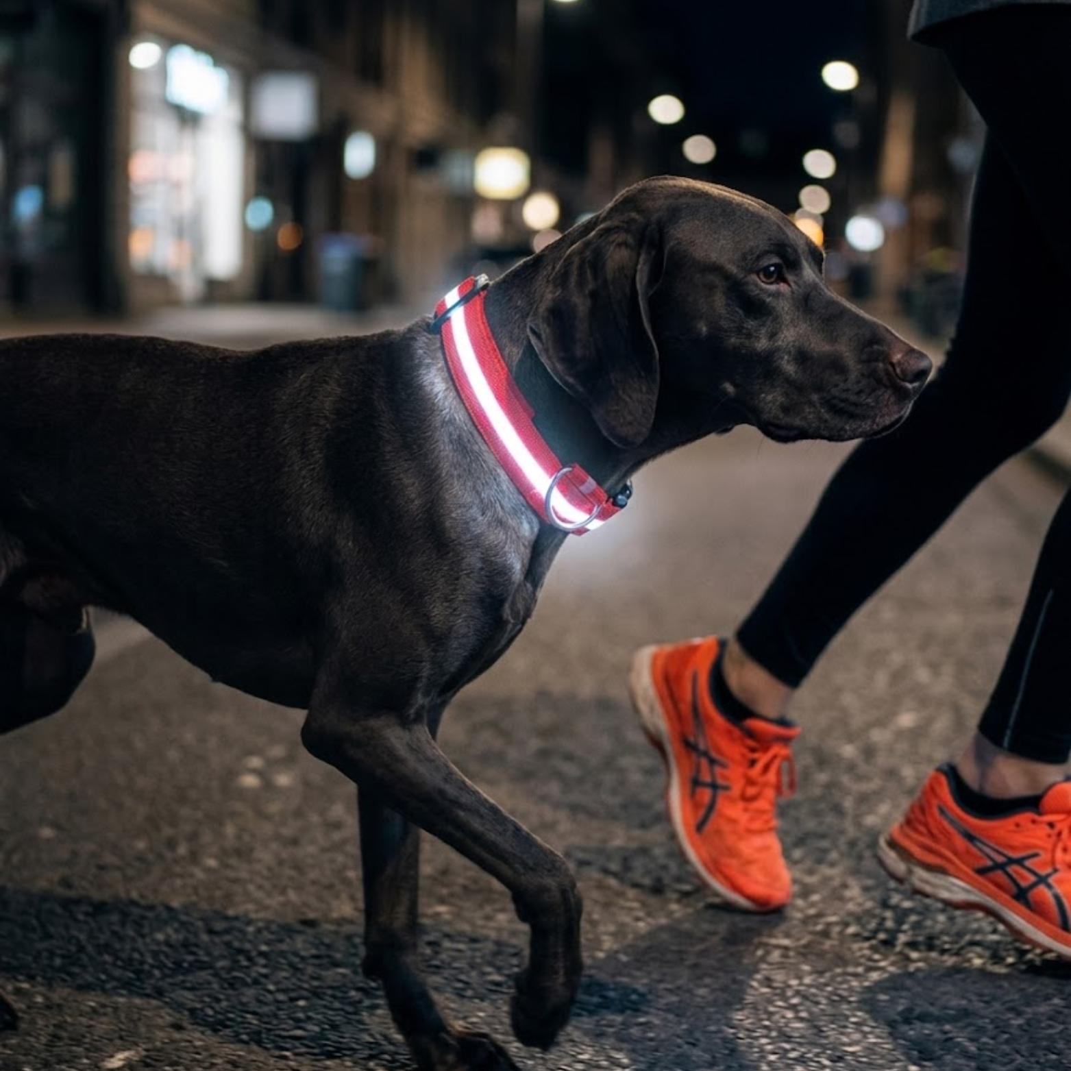 LED Dog Collar Nylon Rechargeable Glow in the Dark Night Safety Flashing Light